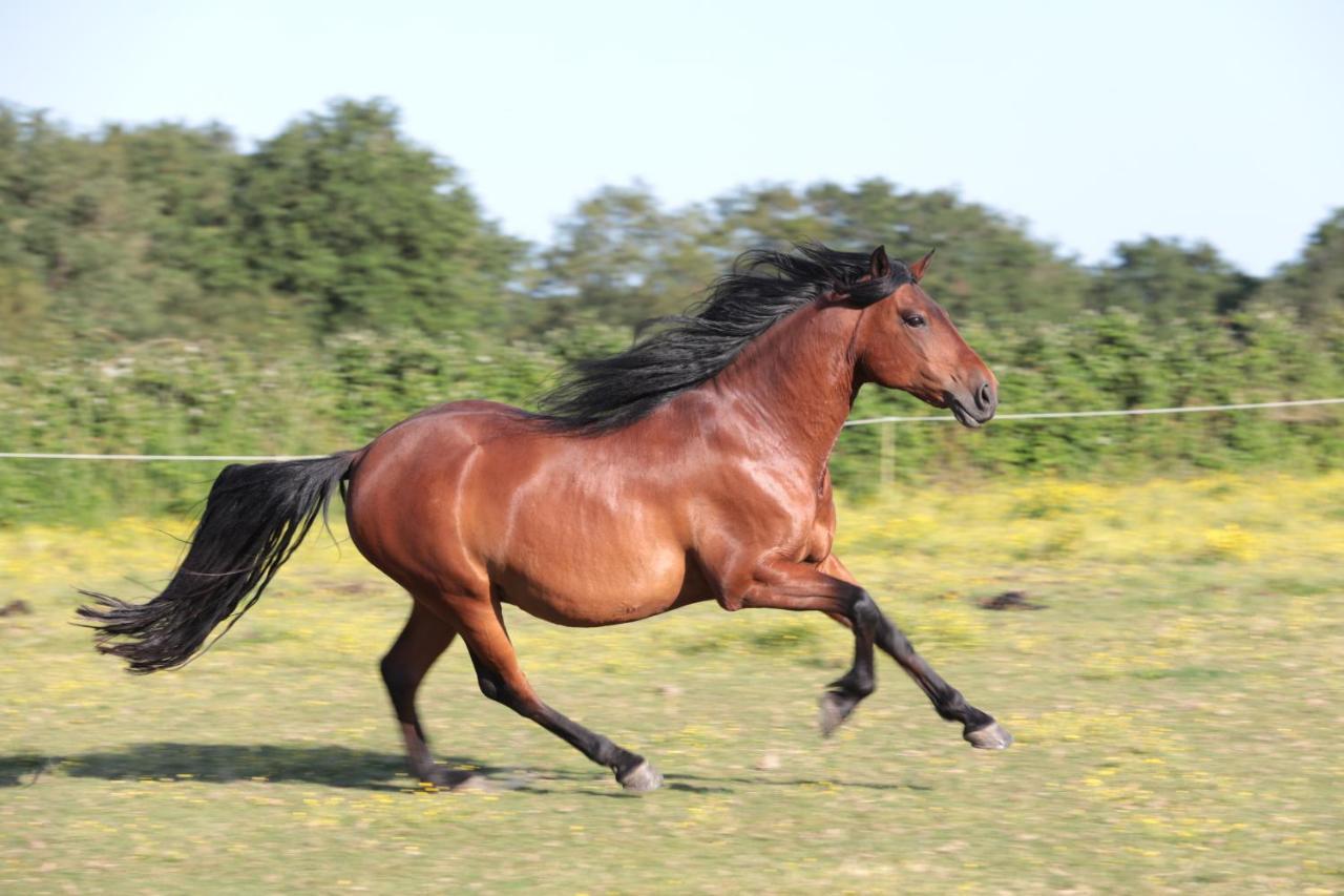 Relais De Chasse La Chaignaie Saint-Hilaire-de-Loulay ภายนอก รูปภาพ